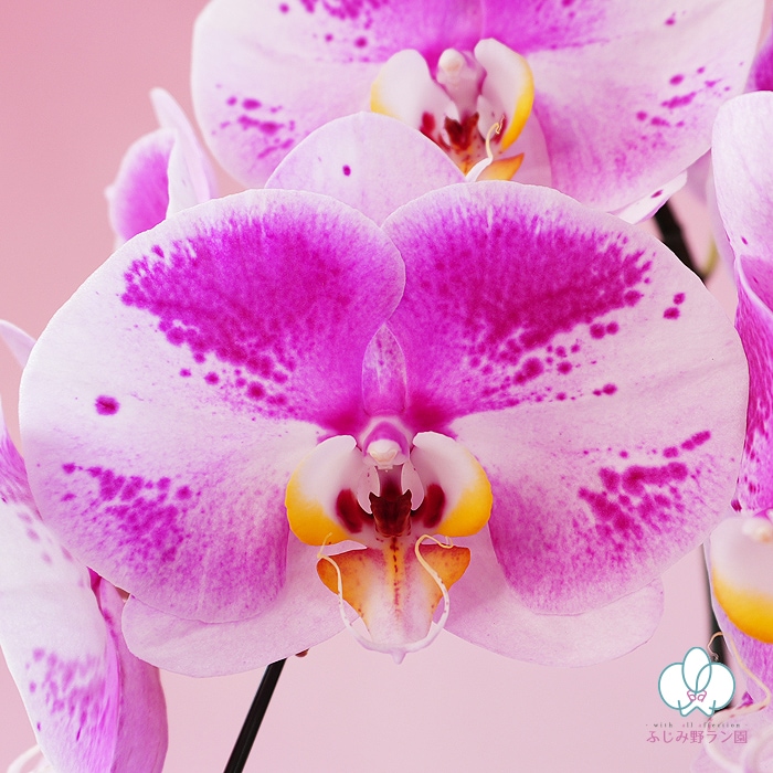 大輪胡蝶蘭「ピンクパンダ」3本立ち　27輪以上 レア品種（現在つぼみ多め）