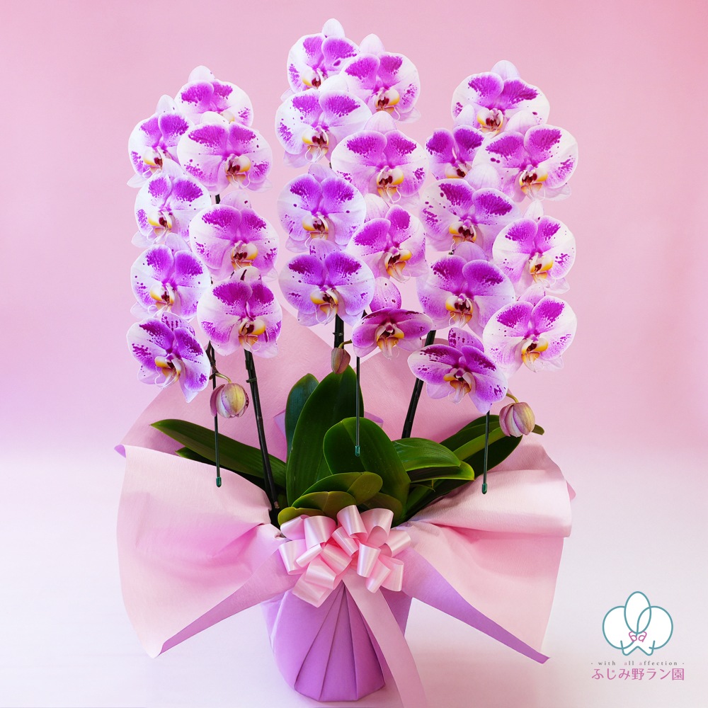 大輪胡蝶蘭「ピンクパンダ」3本立ち 24輪以上 レア品種（現在つぼみ