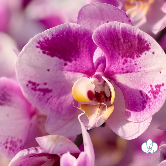 大輪胡蝶蘭「ピンクパンダ」3本立ち　27輪以上 レア品種（現在つぼみ多め）