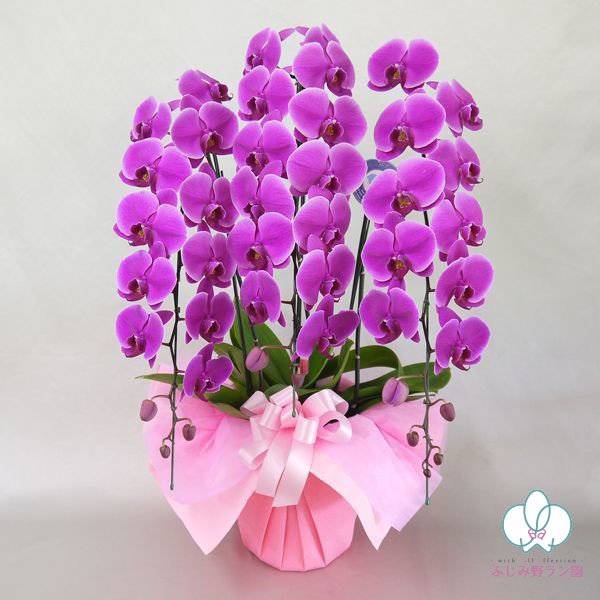 大輪胡蝶蘭「ワイン」プレミアムクラス 3本立 33輪以上