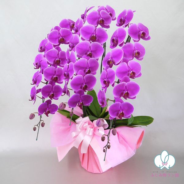 大輪胡蝶蘭「ワイン」プレミアムクラス 3本立 33輪以上