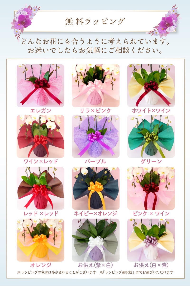 大輪胡蝶蘭「白」ランクアップクラス　3本立ち　30輪以上