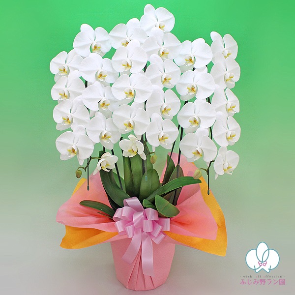 大輪胡蝶蘭「白」ランクアップクラス　3本立ち　30輪以上