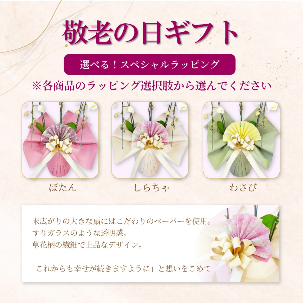 大輪胡蝶蘭「白」ランクアップクラス 3本立ち 30輪以上