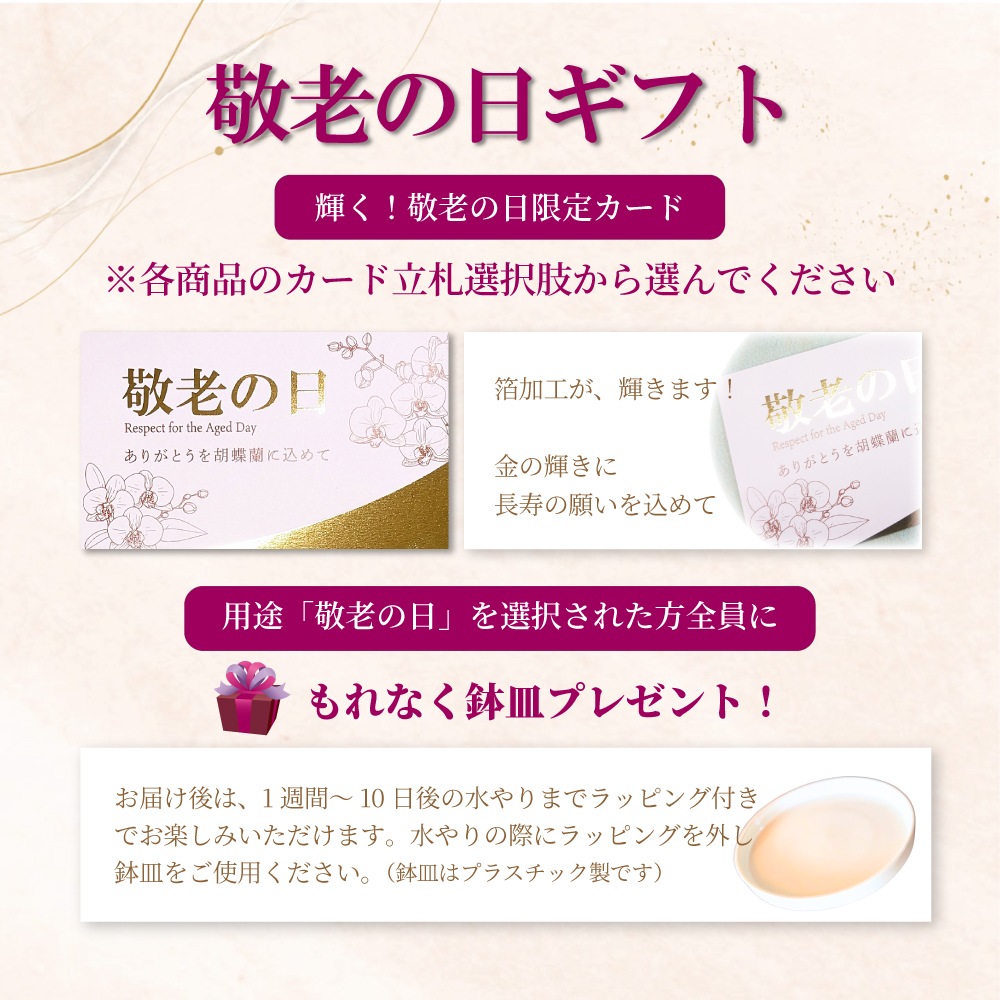 大輪胡蝶蘭「白」ランクアップクラス 3本立ち 30輪以上