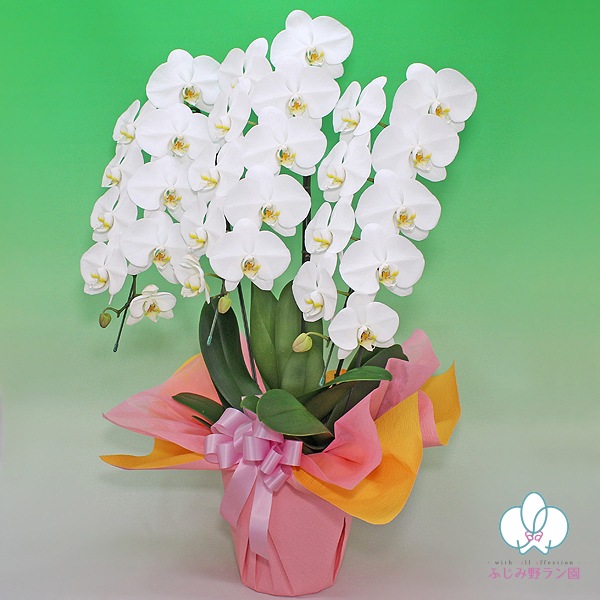 大輪胡蝶蘭「白」ランクアップクラス　3本立ち　30輪以上
