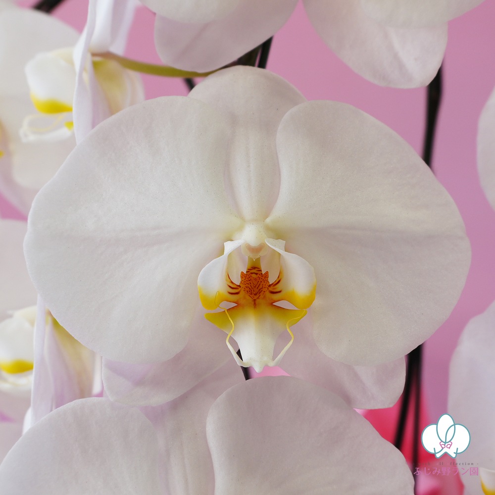 大輪胡蝶蘭「白」ランクアップクラス　3本立ち　30輪以上