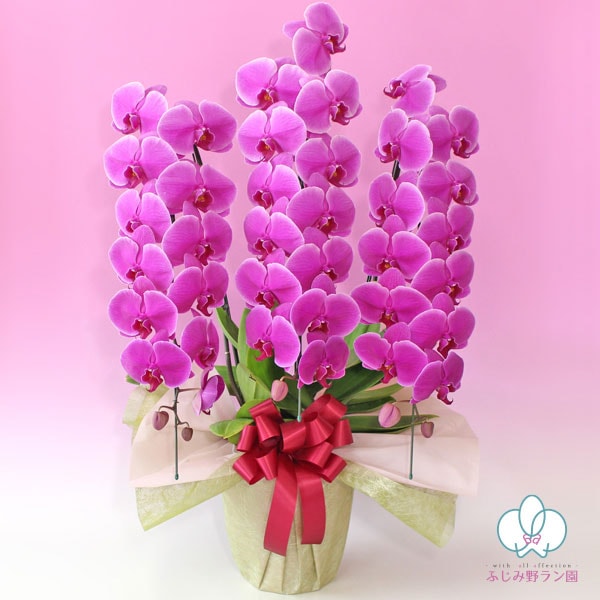 大輪胡蝶蘭「ワイン」ゴージャスクラス　3本立ち　36輪以上
