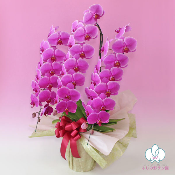 大輪胡蝶蘭「ワイン」ゴージャスクラス　3本立ち　36輪以上