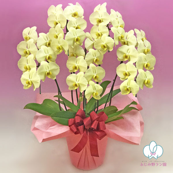 中大輪系胡蝶蘭「イエロー」5本立ち