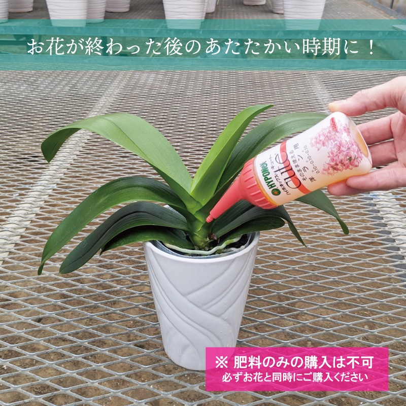 ハイポネックス キュート そのまま使える 洋ラン用 150ml 肥料 液肥 胡蝶蘭 コチョウラン カトレア おすすめ ※お花と同梱してお届けいたします
