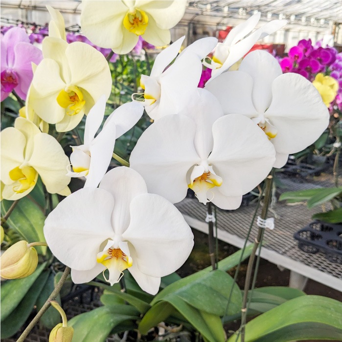 大輪胡蝶蘭「白」ラグジュアリークラス　3本立ち　40輪以上