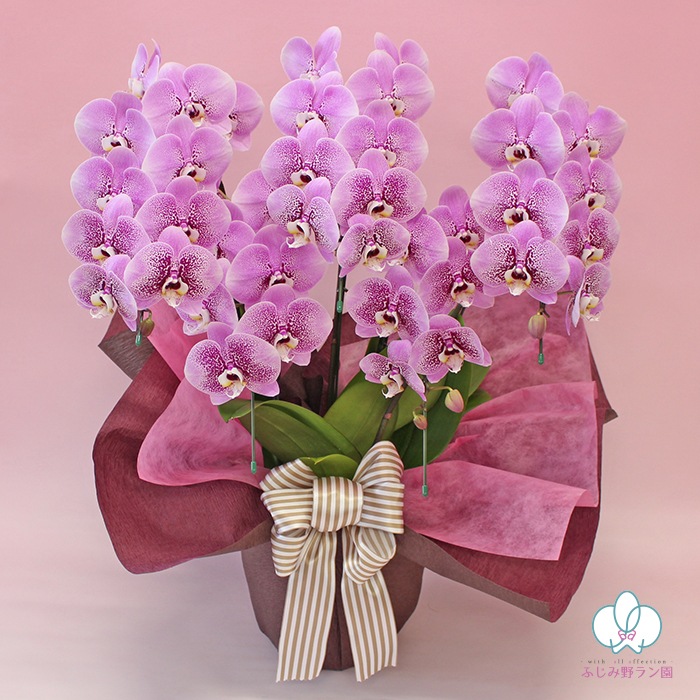 中大輪胡蝶蘭「スパークワイン」5本立ち