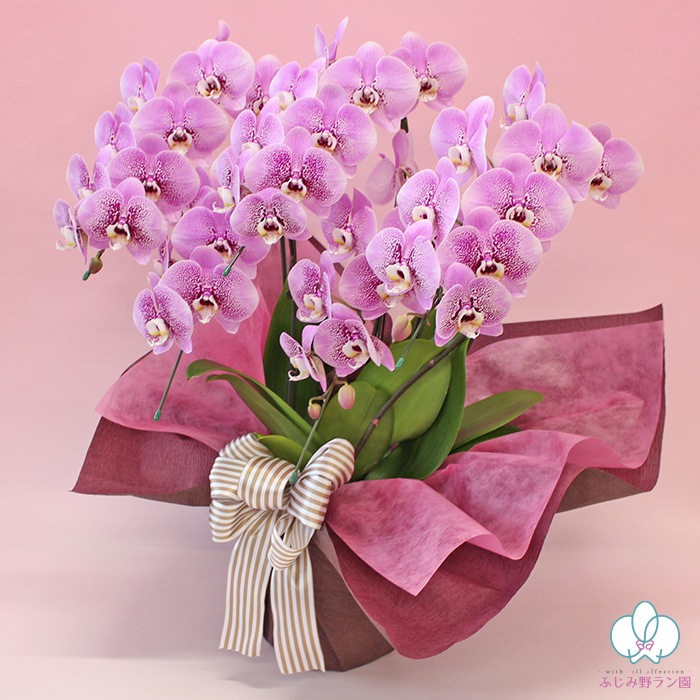 中大輪胡蝶蘭「スパークワイン」5本立ち