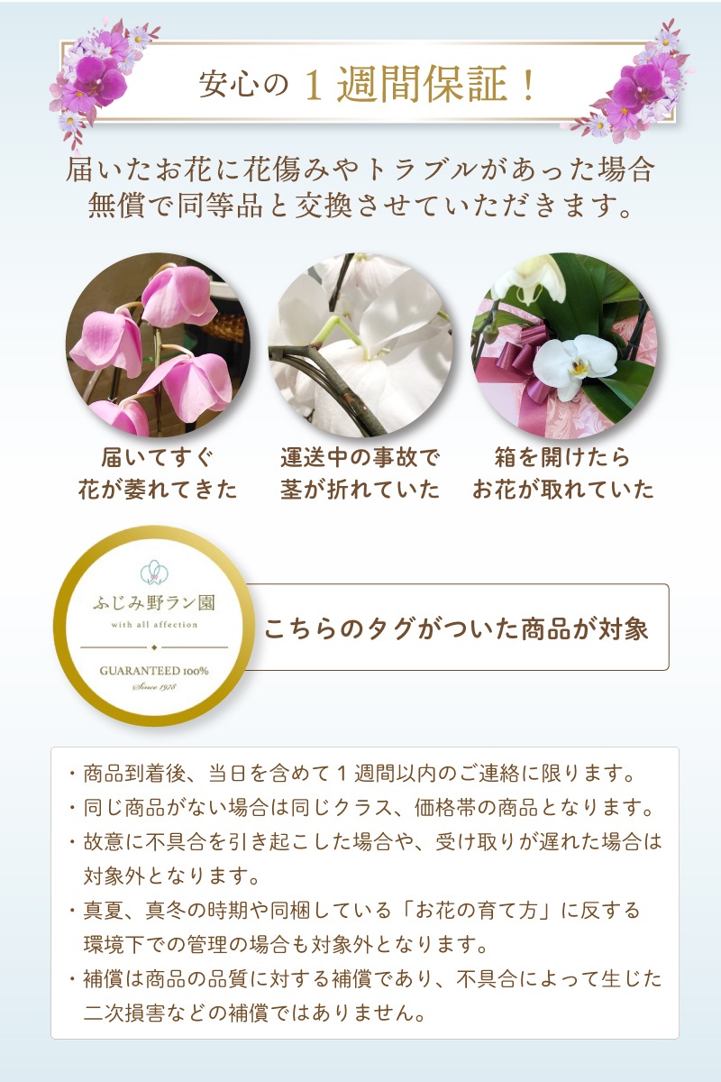 中輪胡蝶蘭「ジェシーズガール」7本立ち