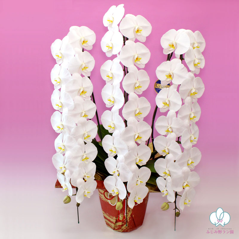 大輪胡蝶蘭「白」最上級クラス　3本立ち　50輪クラス