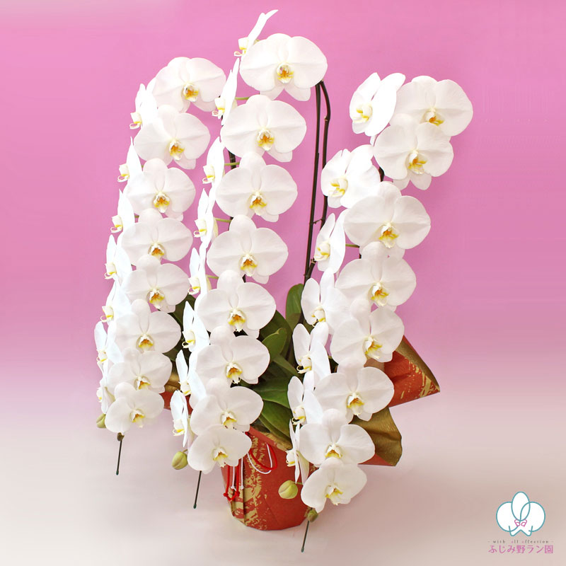 大輪胡蝶蘭「白」最上級クラス　3本立ち　50輪クラス