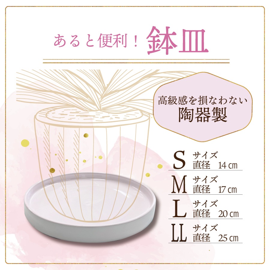中輪胡蝶蘭「マダムホワイト」7本立ち