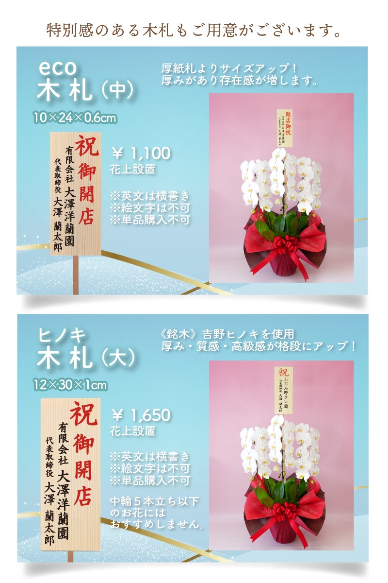 中輪胡蝶蘭「マダムホワイト」7本立ち