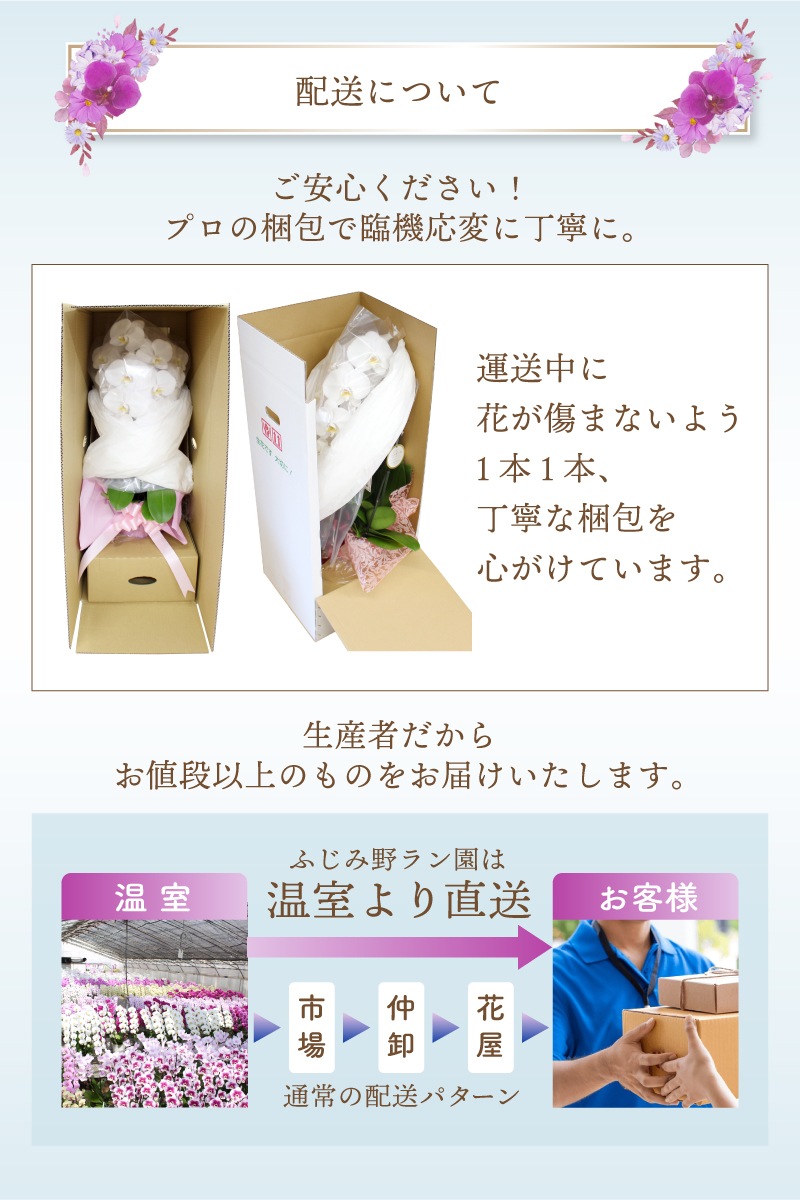 中輪胡蝶蘭「マダムホワイト」7本立ち