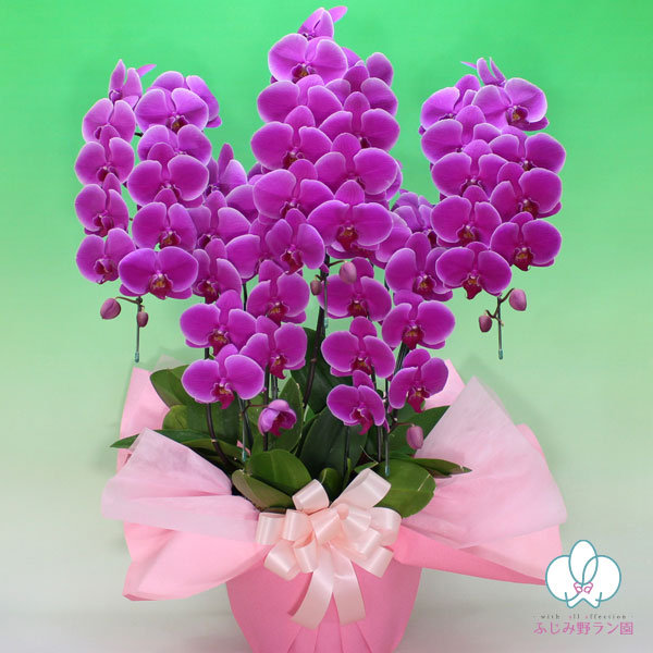 大輪胡蝶蘭「ワイン」スタンダードクラス　5本立ち　50輪以上
