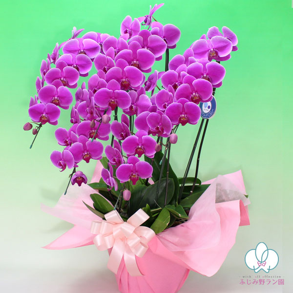 大輪胡蝶蘭「ワイン」スタンダードクラス　5本立ち　50輪以上