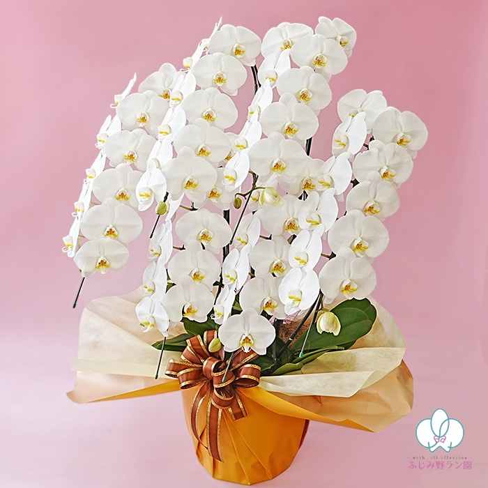 大輪胡蝶蘭「白」ラグジュアリークラス 6本立ち 60輪以上 | 大輪胡蝶蘭