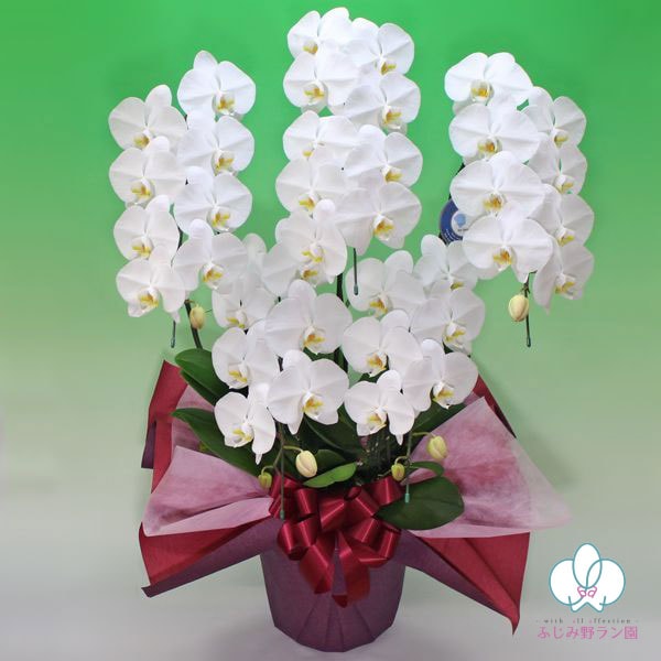 大輪胡蝶蘭「白」バリュークラス　5本立ち　40輪以上