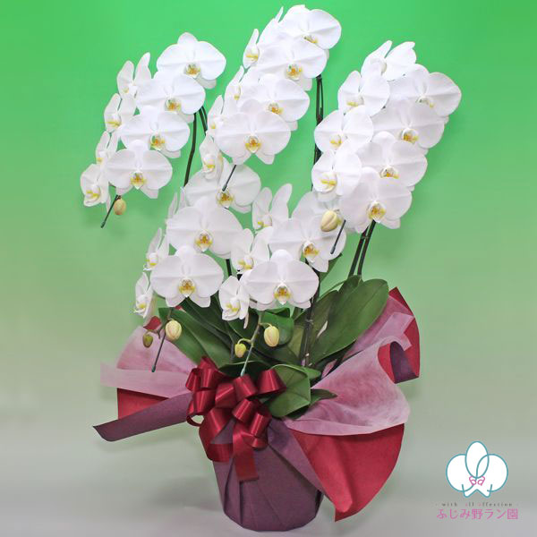 大輪胡蝶蘭「白」バリュークラス　5本立ち　40輪以上
