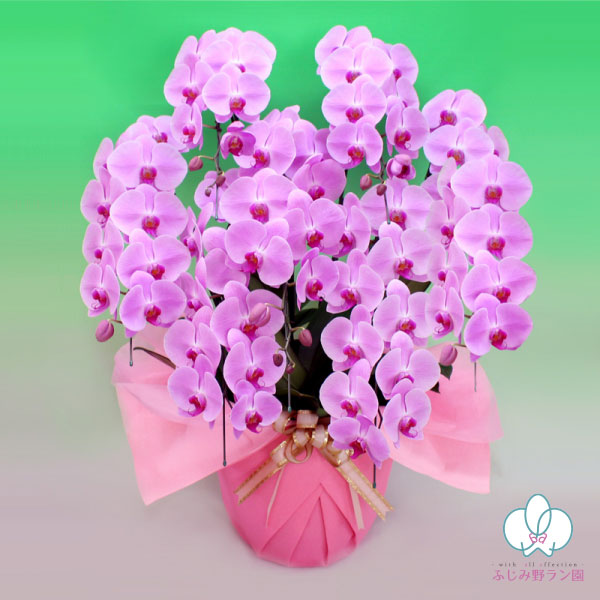 大輪胡蝶蘭 「ピンク」7本立ち 70輪以上