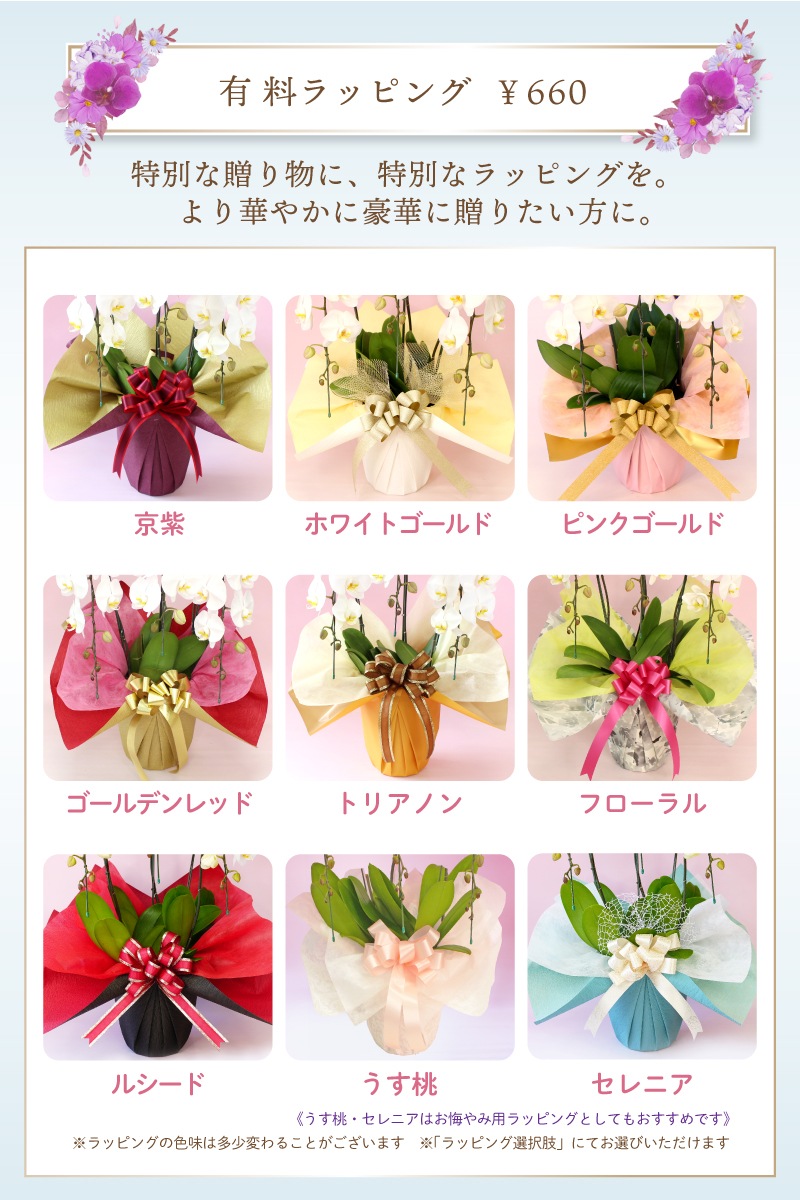 大輪胡蝶蘭 「ピンク」7本立ち 70輪以上