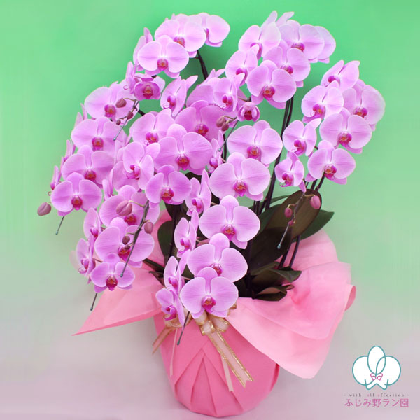 大輪胡蝶蘭 「ピンク」7本立ち 70輪以上