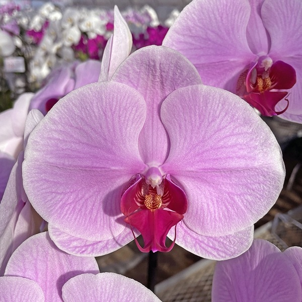 大輪胡蝶蘭 「ピンク」7本立ち 70輪以上