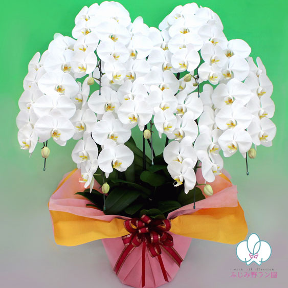 大輪胡蝶蘭「白」7本立ち　70輪以上