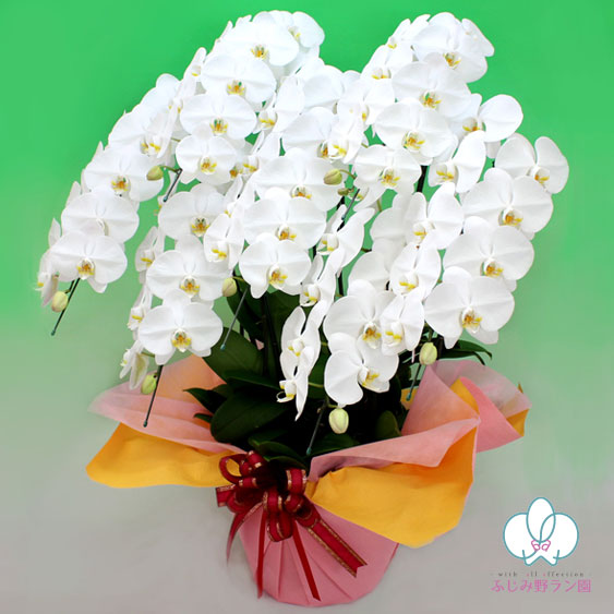 大輪胡蝶蘭「白」7本立ち　70輪以上