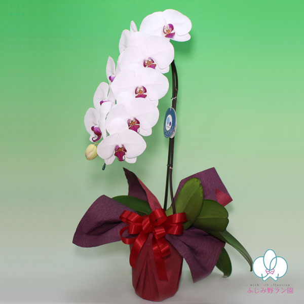 大輪胡蝶蘭「赤リップ」1本立ち　10輪以上