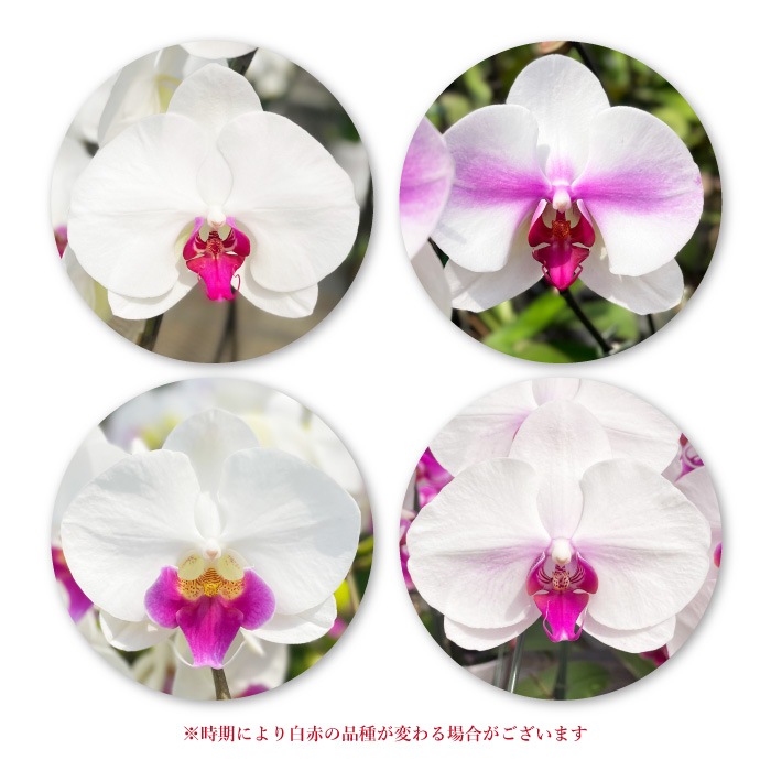 大輪胡蝶蘭「赤リップ」1本立ち　10輪以上