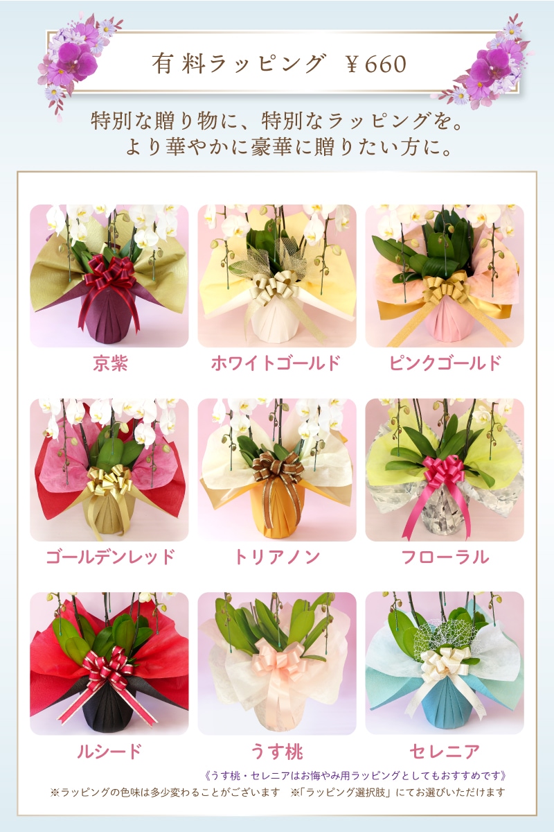 大輪胡蝶蘭「白」1本立ち 10輪以上