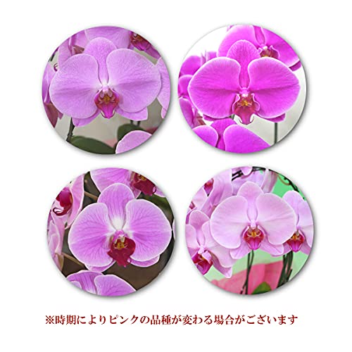 大輪胡蝶蘭「ピンク」2本立ち　18輪以上（現在つぼみ多め）