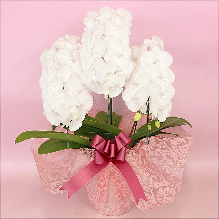 中輪胡蝶蘭「マダムホワイト」3本立ち