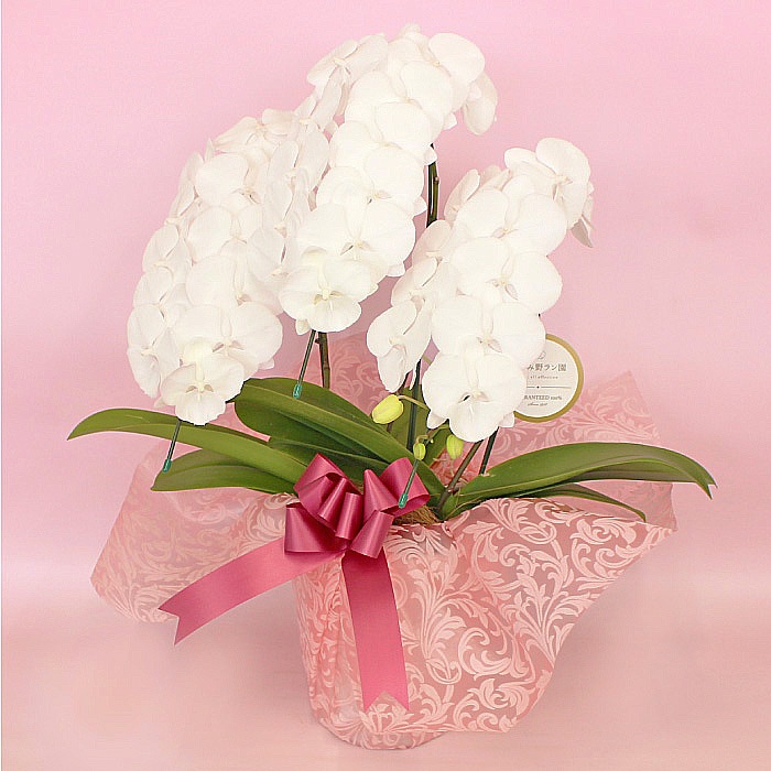 中輪胡蝶蘭「マダムホワイト」3本立ち