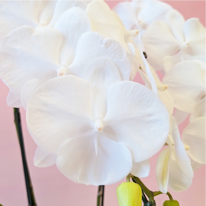 中輪胡蝶蘭「マダムホワイト」3本立ち