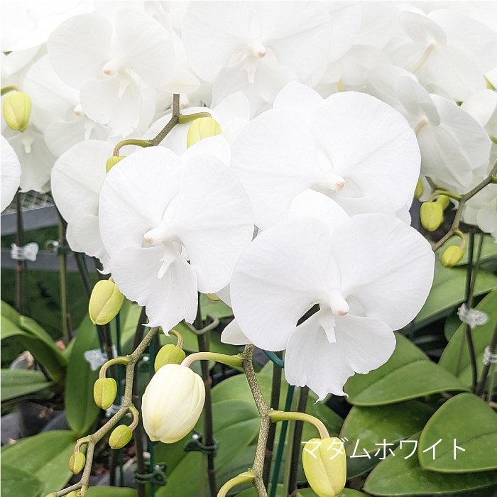 中輪胡蝶蘭「マダムホワイト」3本立ち