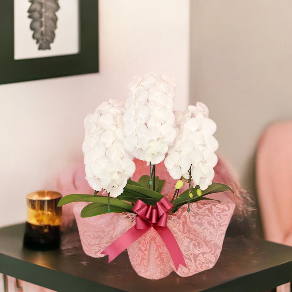 中輪胡蝶蘭「マダムホワイト」3本立ち | 中輪胡蝶蘭 | ふじみ野ラン園 本店