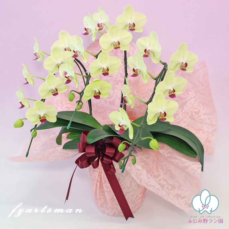 中輪胡蝶蘭「ザルツマン」3本立ち