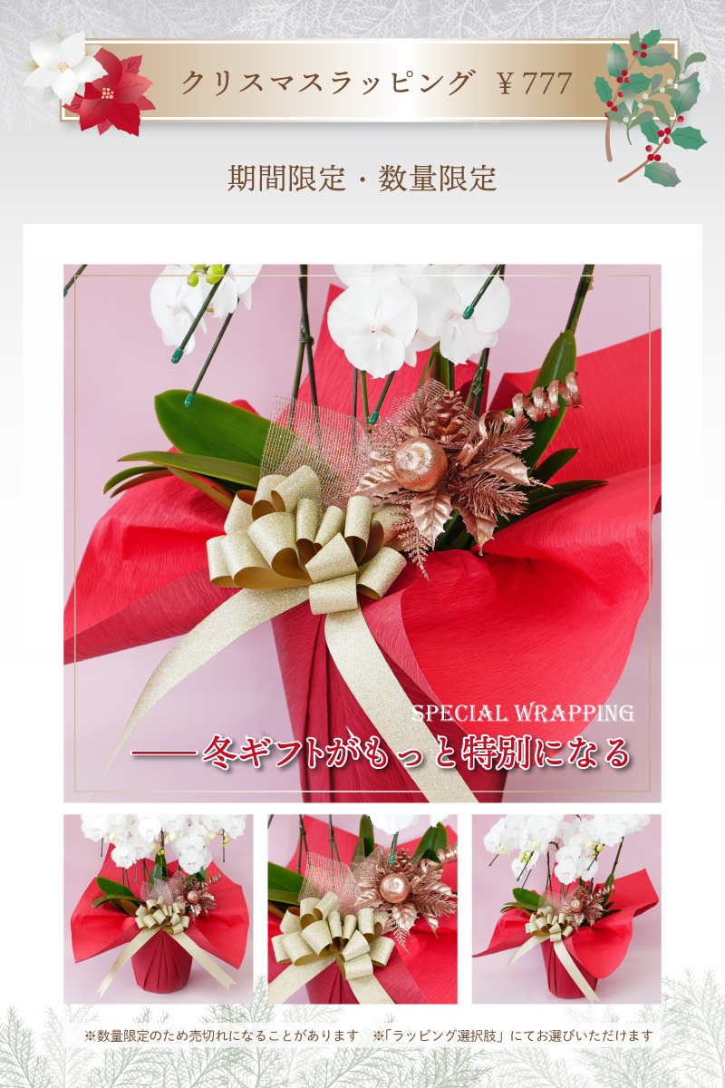 中輪胡蝶蘭「ザルツマン」3本立ち