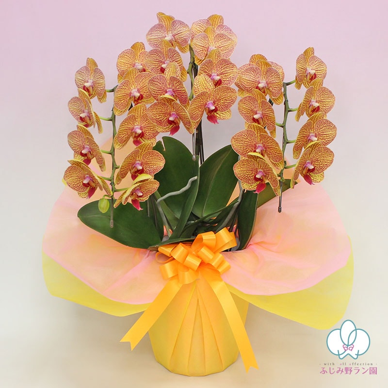 中輪胡蝶蘭「シルクオレンジ」3本立ち | 中輪胡蝶蘭 | ふじみ野ラン園 本店
