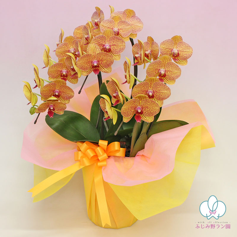 中輪胡蝶蘭「シルクオレンジ」3本立ち