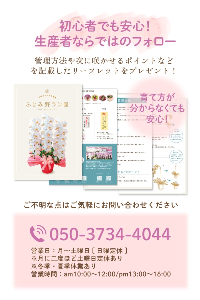 中輪胡蝶蘭「恋姫」3本立ち