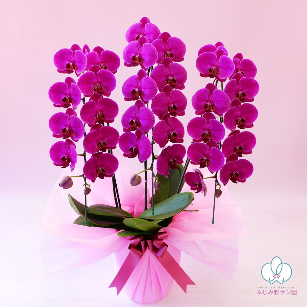 中輪胡蝶蘭「恋姫」3本立ち